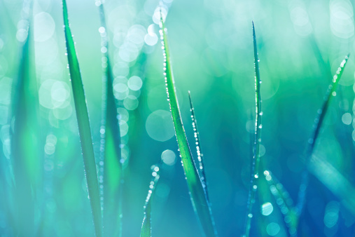Fresh spring grass with water drops. Blue toned.