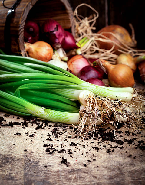 Fresh spring onion and onions stock photo