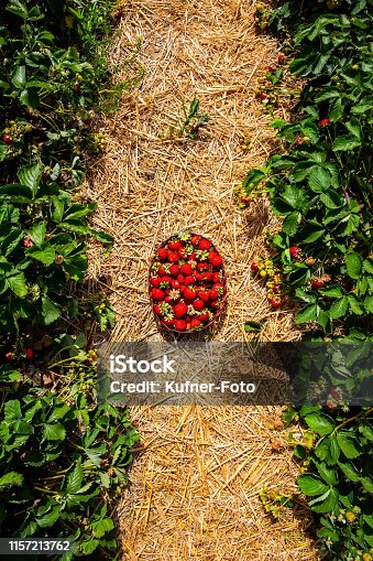 istock Fresh strawberries in a basket 1157213762