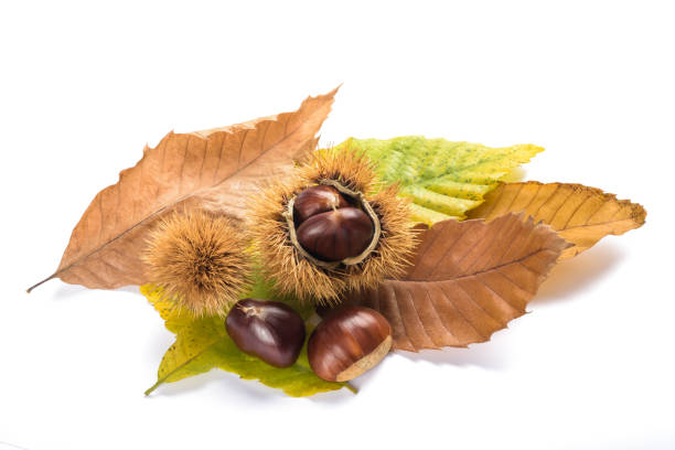 Fresh sweet chestnuts Fresh sweet chestnuts with shells isolated on white chestnut food stock pictures, royalty-free photos & images