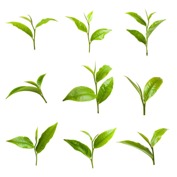 Fresh tea leaves isolated on the white background. stock photo