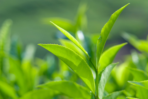 Fresh Tea Leaves Stock Photo - Download Image Now - iStock