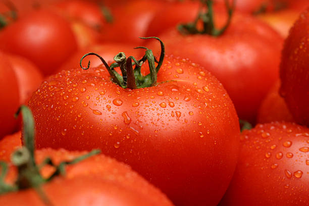 fresh tomatoes - domates stok fotoğraflar ve resimler