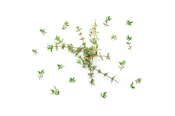 Fresh twig with leaves of organic thyme from the garden Fresh twig with leaves of organic thyme from the garden seen from above isolated on a white background. thyme photos stock pictures, royalty-free photos & images