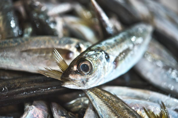 Fresh vivid Portuguese sardines on ice exposition at the fish market. stock photo