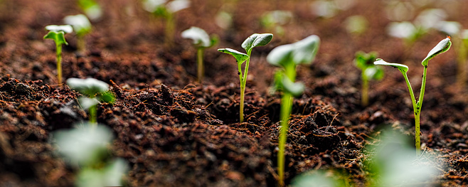 Horizontal image of healthy green young vegetable seedlings or plant shoots having just germinated and rising out of the soil, very shallow depth of field with focus on the seedling in the foreground.