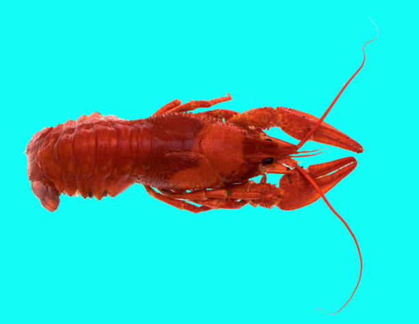 freshly brewed red crayfish, on a blue background stock photo