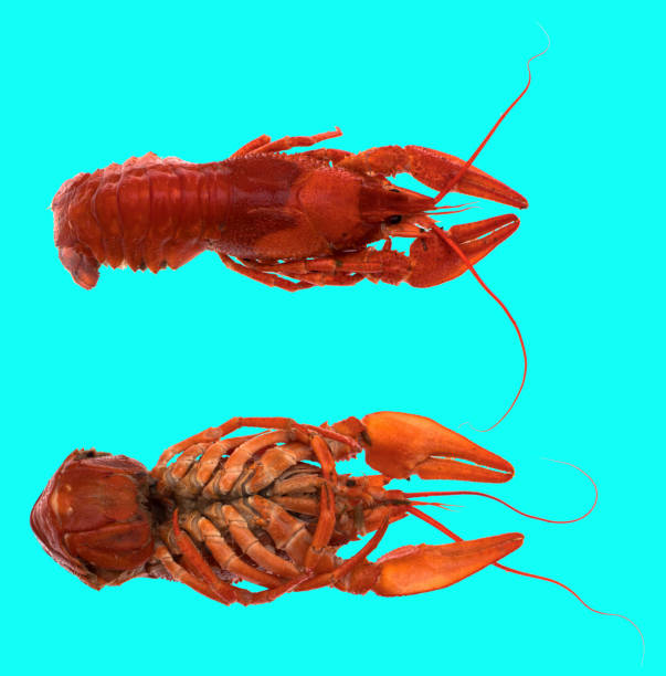 freshly brewed red crayfish, on a blue background stock photo