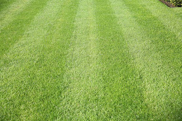 Freshly cut green grass with mower stripes stock photo