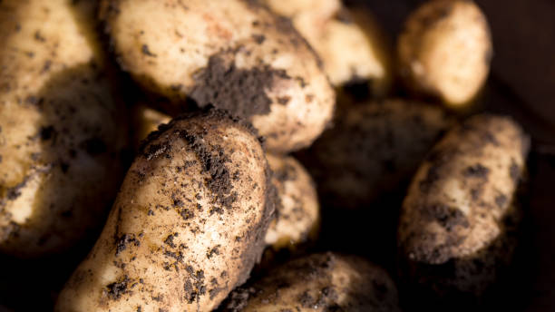 Freshly dug potatoes Freshly dug potatoes covered in soil, England, United Kingdom crop yield stock pictures, royalty-free photos & images