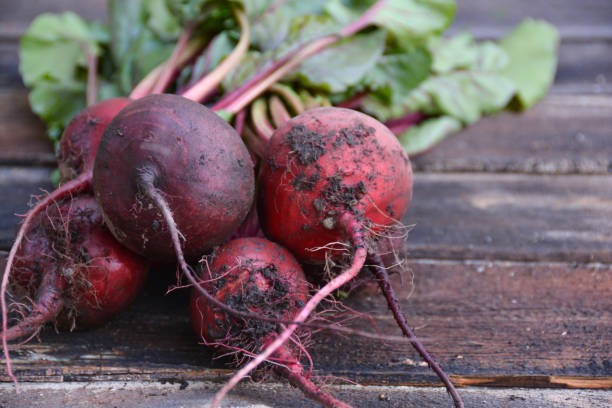 Freshly harvested beets from the garden stock photo