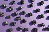 istock Freshly picked or forage blackberries. On a purple background.. In an abstract pop art style arrangement. 1339675314