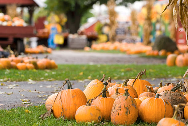 Freshly picked pumpkins for sale at a pumpkin patch festival stock photo