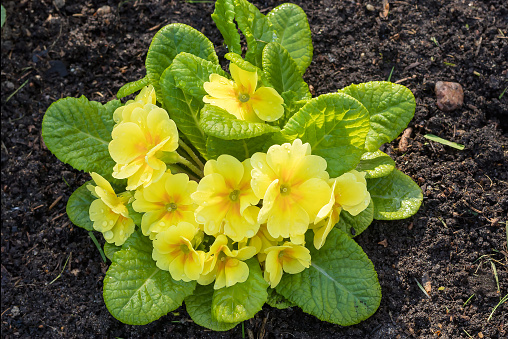 Freshly planted yellow spring primrose in nutritious soil in a garden flower bed.