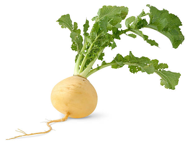 A freshly rooted turnip on a white background More like this: turnip stock pictures, royalty-free photos & images