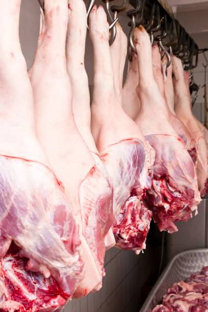 Freshly slaughtered pork legs hang on hooves in slaughterhouse stock photo