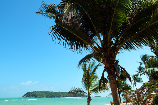 Freshness of tropical island beach with clear sea water and palm trees in Ko Samui island, Thailand