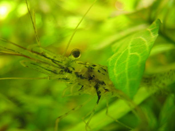 Freshwater shrimp stock photo