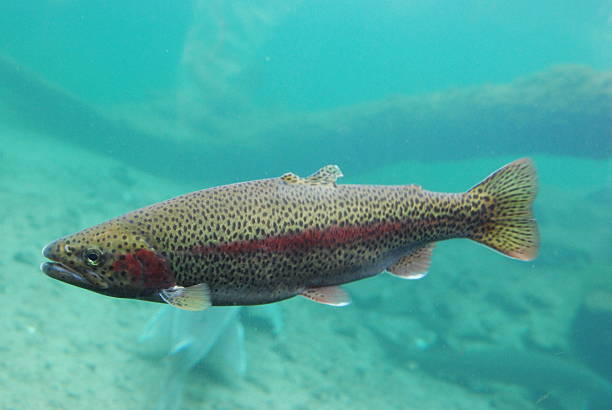 Freshwater Trout stock photo