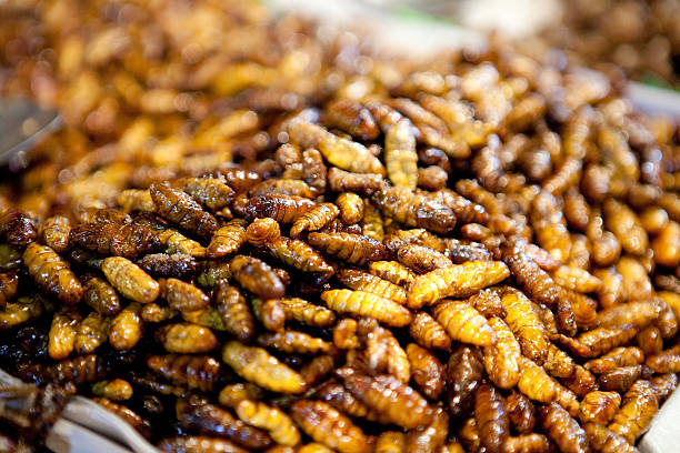 Fried bugs stock photo