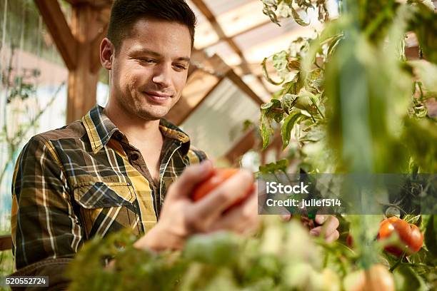 Friendly man harvesting fresh tomatoes from the greenhouse garden putting