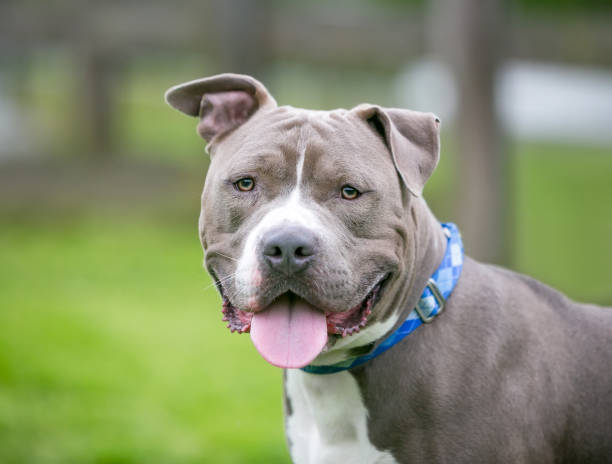 A friendly Pit Bull Terrier mixed breed dog with floppy ears and a happy expression A friendly gray and white Pit Bull Terrier mixed breed dog with floppy ears and a happy expression pit bull terrier stock pictures, royalty-free photos & images