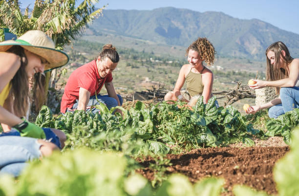 friendly team harvesting fresh vegetables from the community greenhouse garden and seeding for the next season - focus on right guys faces - healthy lifestyle and organic products concept - cargo canarias imagens e fotografias de stock