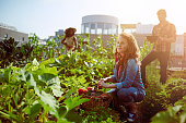 istock Friendly team harvesting fresh vegetables from the rooftop greenhouse garden and planning harvest season on a digital tablet 646190406
