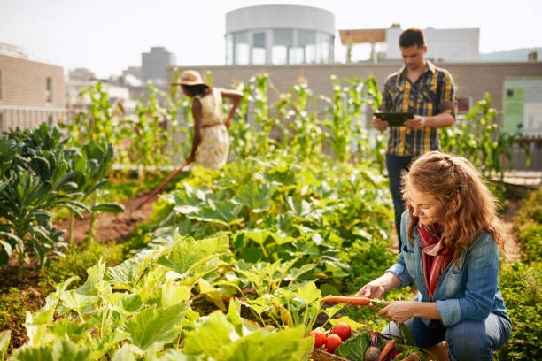 friendly team harvesting fresh vegetables from the rooftop greenhouse garden and planning harvest season on a digital tablet - technology picking agriculture imagens e fotografias de stock