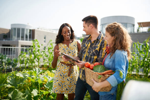 friendly team harvesting fresh vegetables from the rooftop greenhouse garden and planning harvest season on a digital tablet - technology picking agriculture imagens e fotografias de stock