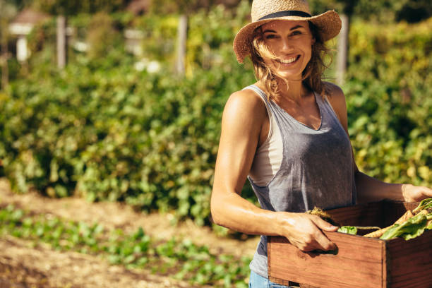 Friendly woman harvesting fresh vegetables from farm Friendly woman harvesting fresh vegetables from her farm. Beautiful female carrying carte full fresh harvest in the farm. homegrown produce photos stock pictures, royalty-free photos & images