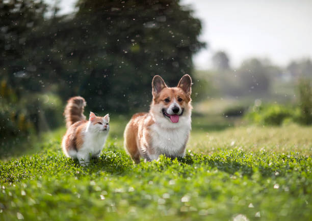 friends red cat and corgi dog walking in a summer meadow under the drops of warm rain stock photo