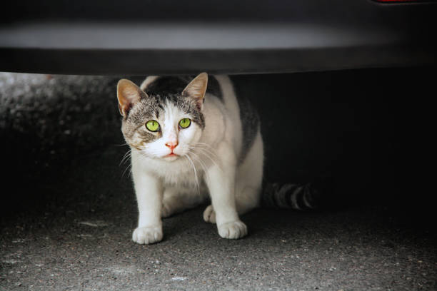 Frightened cat on a pavement under the car bumper stock photo