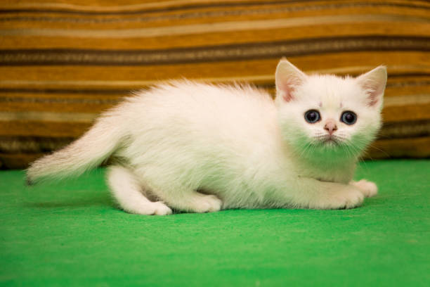 A frightened white kitten lies on the couch stock photo