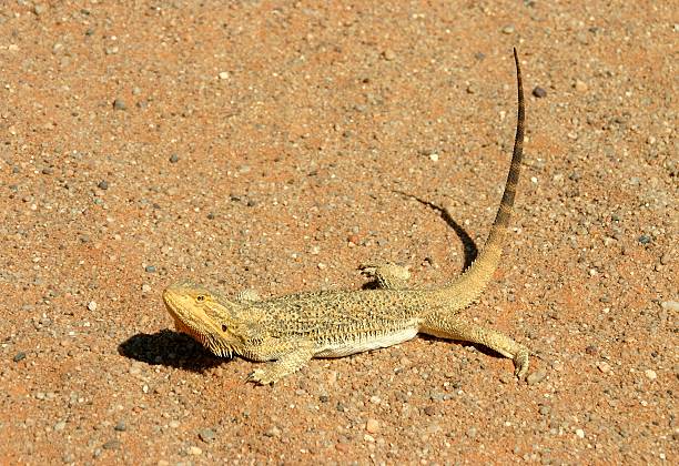 Frill Neck Lizard stock photo