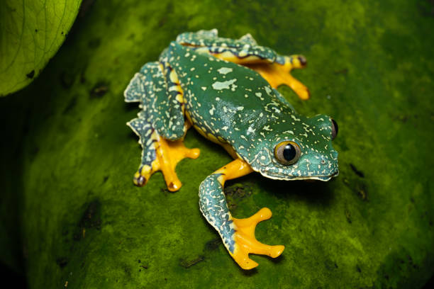 Fringed leaf frog stock photo