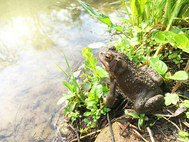 Frog At Edge Of A Pond stock photo