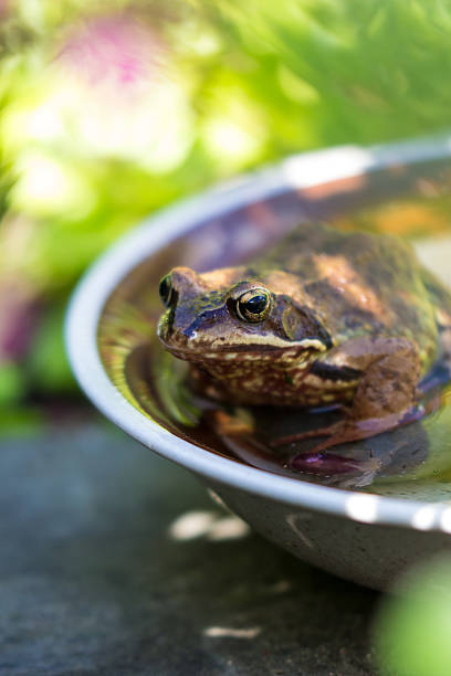 Frog cooling down in a bowl of water in garden stock photo