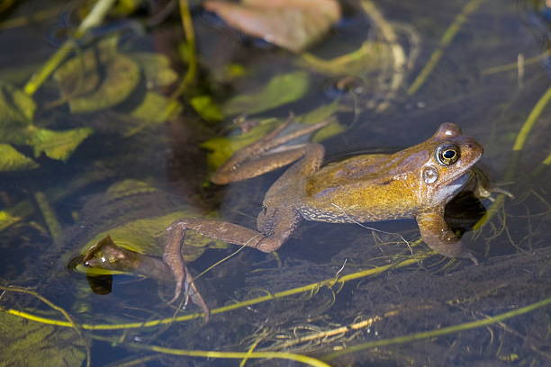 Frog in garden pond stock photo