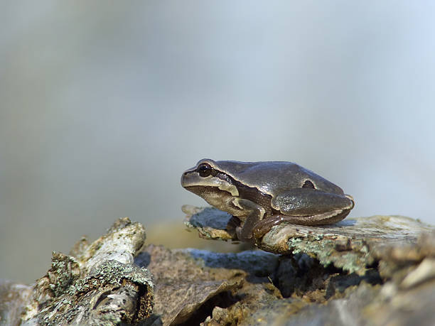frog on tree bark stock photo