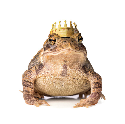 A frog / toad with a golden crown on his head.  This represents the fairy tale of the prince that was turned into a toad and would not have the spell broke until he was kissed.  The toad is on white and looking at the camera.  Please see my portfolio for other concept images. 
