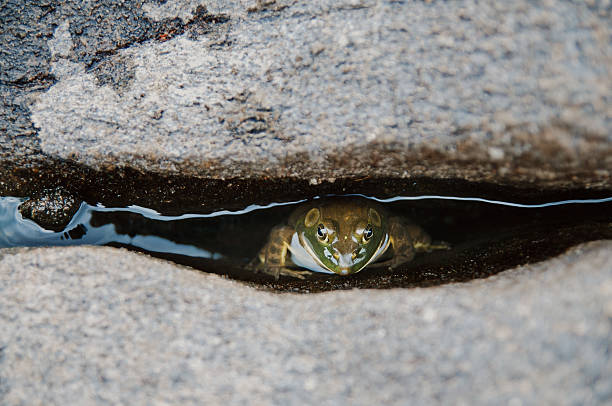 Frog sitting in water between two rocks stock photo