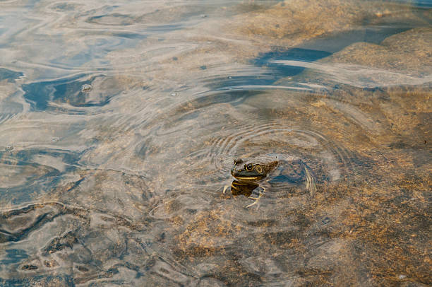 Frog sitting on large rock in lake stock photo