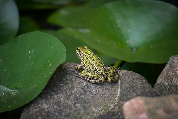 Frog Sunbathing stock photo