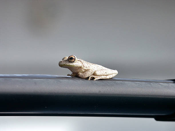 Frog Watching stock photo