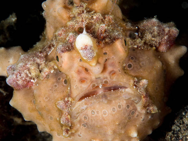 Frogfish face stock photo