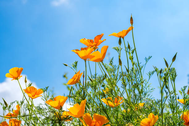 Frog's-eye view of blooming California poppies against a blue sky stock photo