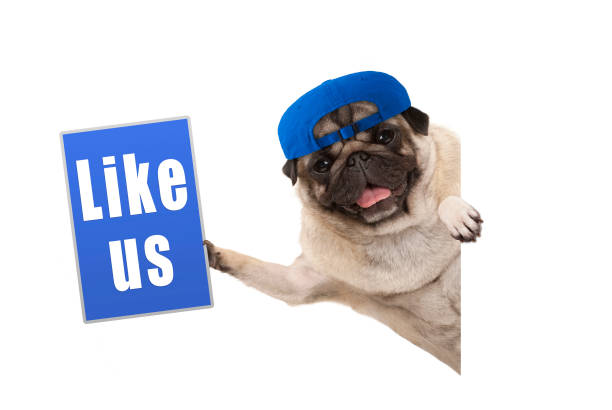 frolic pug puppy dog holding up blue like us sign, hanging sideways from white banner stock photo