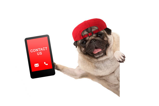 frolic pug puppy dog with red cap, holding up tablet phone with text contact us, hanging sideways from white banner stock photo