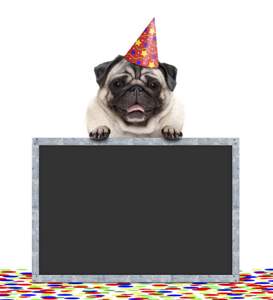 frolic smiling birthday party pug dog with hat and confetti and paws on blackboard sign, isolated on white background stock photo